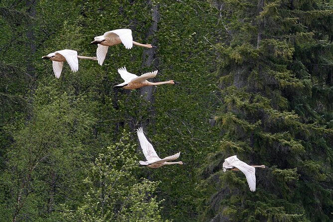 Chilkat River Jet-Boat Adventure in Haines - Bears, cubs, moose, and the luck factor