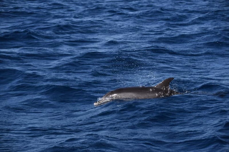 Costa Calma: Fuerteventura Dolphin Watching Zodiac Boat Tour - Hotel Pickup From Esquinzo or Jandia