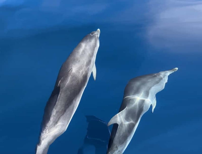 Costa Calma: Fuerteventura Dolphin Watching Zodiac Boat Tour - Searching for Dolphins in the Atlantic