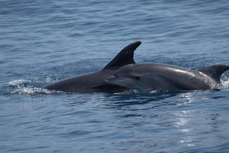 Costa Calma: Fuerteventura Dolphin Watching Zodiac Boat Tour - How Much Fun Is the Speed?