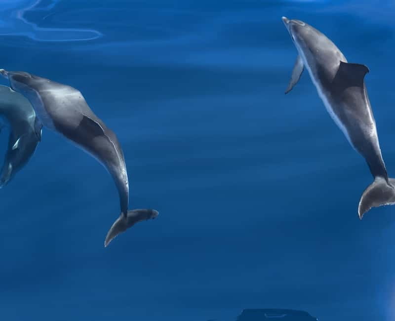Costa Calma: Fuerteventura Dolphin Watching Zodiac Boat Tour - Racing Along Fuerteventura’s Clear Water