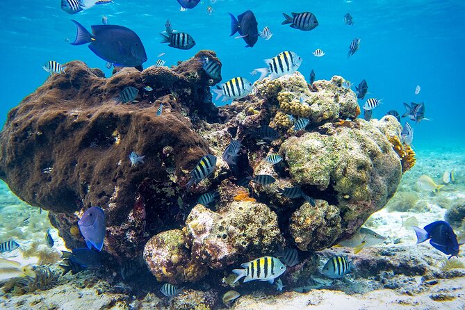 Cozumel Starfish and Tropical Reef Snorkeling by Powerboat with Lunch - Three snorkeling stops with changing depths