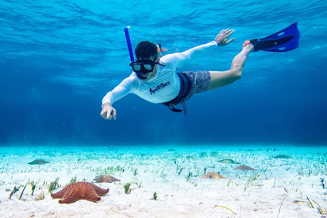 Cozumel Starfish and Tropical Reef Snorkeling by Powerboat with Lunch - Is the $139 price good value?