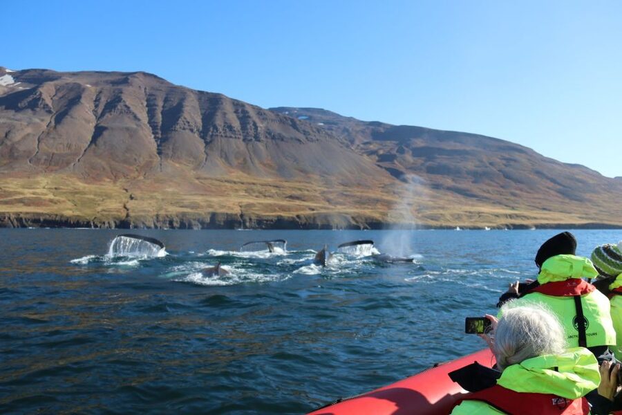 Dalvík: Whale Watching Speedboat Tour - Key points to know before you book
