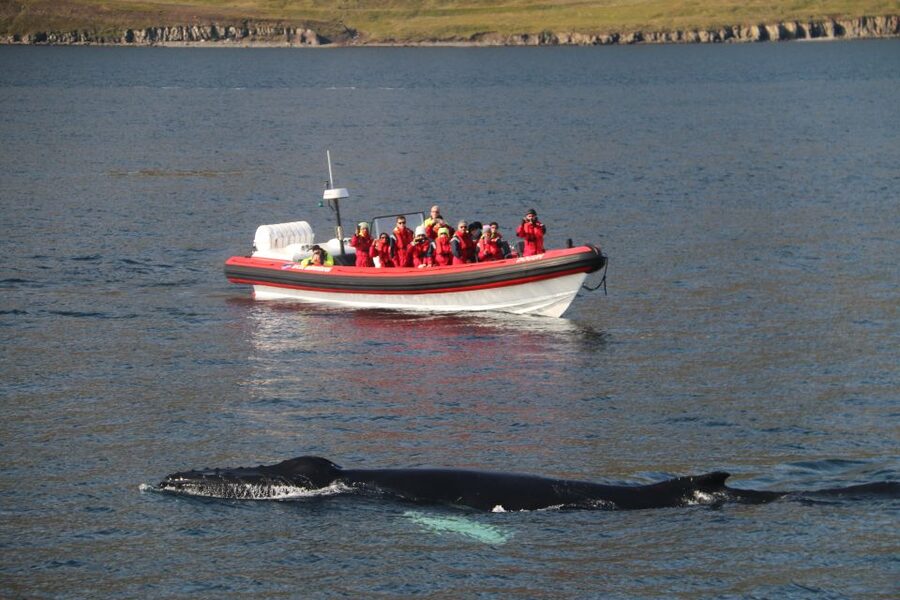 Dalvík: Whale Watching Speedboat Tour - Leaving Dalvík for Eyjafjordur