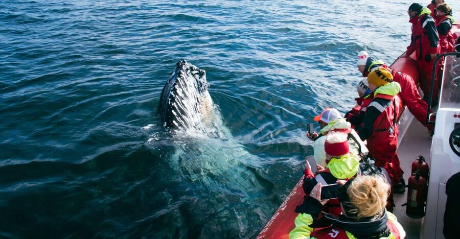 Dalvík: Whale Watching Speedboat Tour - The 45-minute wildlife session in the fjord