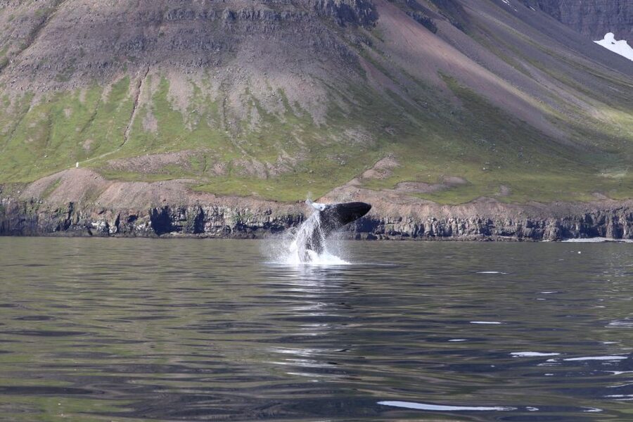 Dalvík: Whale Watching Speedboat Tour - The final 30 minutes: returning with time to look around