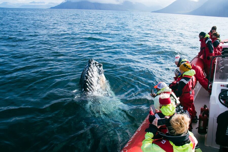 Dalvík: Whale Watching Speedboat Tour - Why the small RIB format matters
