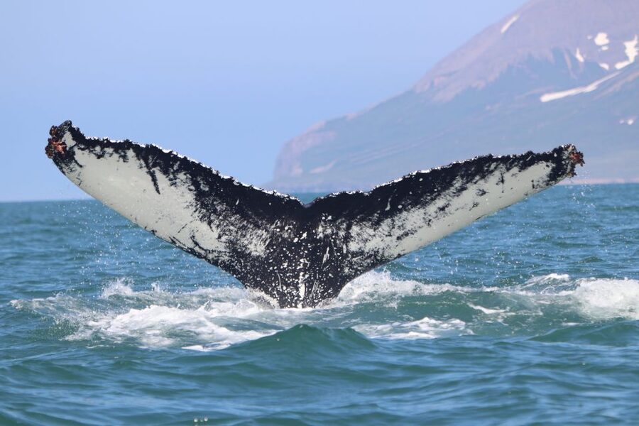 Dalvík: Whale Watching Speedboat Tour - Puffins from April through August