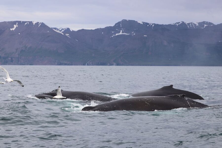 Dalvík: Whale Watching Speedboat Tour - Is $165 a fair price?