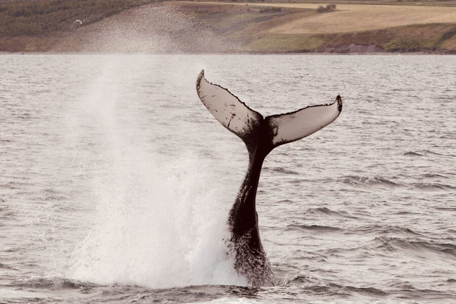 Dalvík: Whale Watching Speedboat Tour - Who will enjoy this tour most