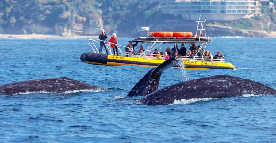 Dana Point Fast & Fun Zodiac-Style Dolphin & Whale Watching - Key points before you book