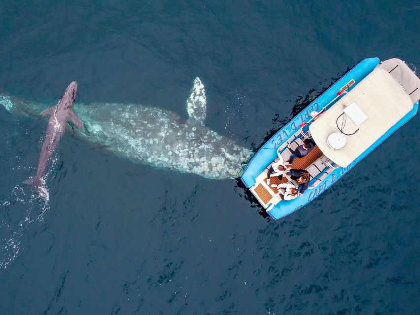Dana Point Fast & Fun Zodiac-Style Dolphin & Whale Watching - Searching for Dana Point’s whale species