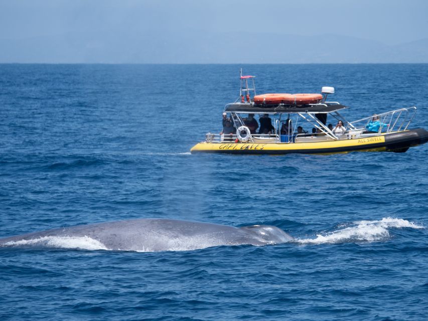 Dana Point Fast & Fun Zodiac-Style Dolphin & Whale Watching - More than whales: sea lions, sharks, and seabirds