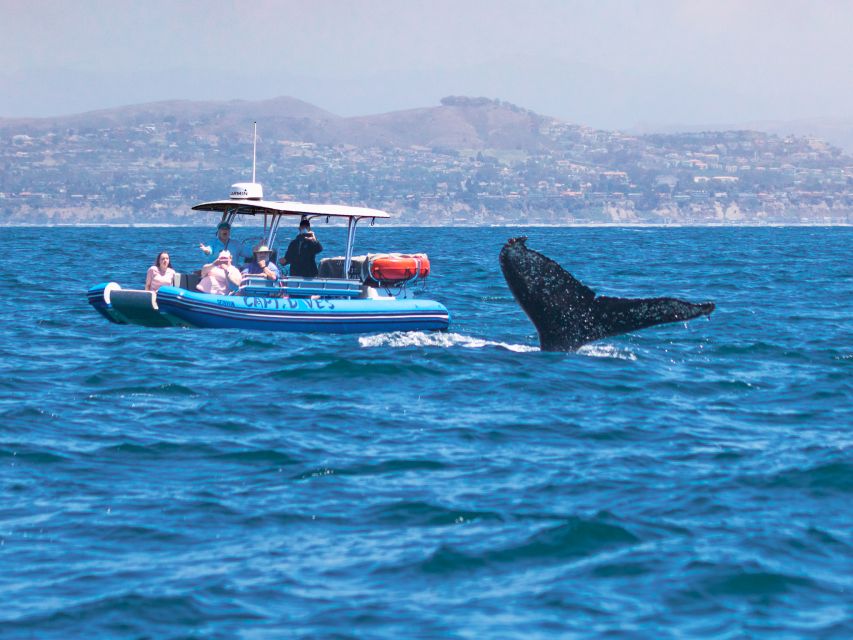Dana Point Fast & Fun Zodiac-Style Dolphin & Whale Watching - The $95 question: is it good value?