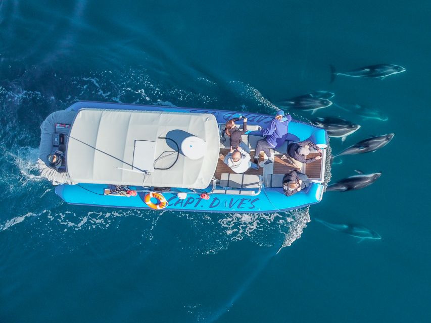 Dana Point Fast & Fun Zodiac-Style Dolphin & Whale Watching - Who should book this Zodiac safari?