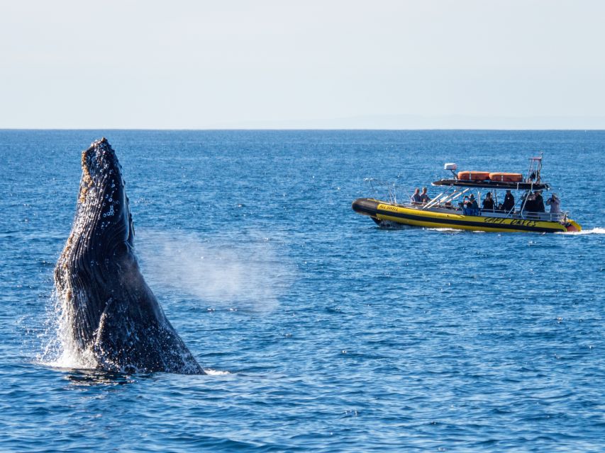 Dana Point Fast & Fun Zodiac-Style Dolphin & Whale Watching - Practical details for a smoother outing