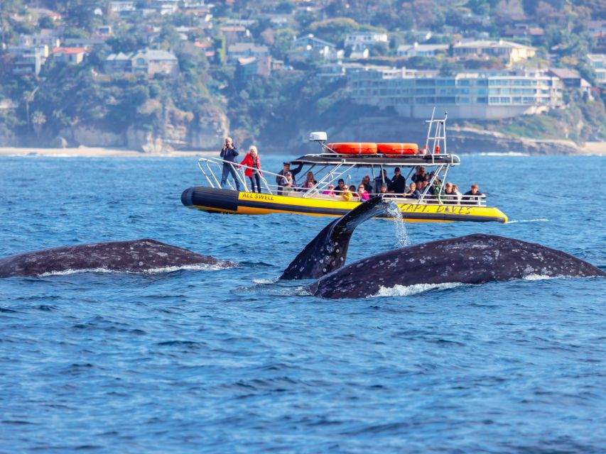 Dana Point Fast & Fun Zodiac-Style Dolphin & Whale Watching - A low view of dolphins and whales