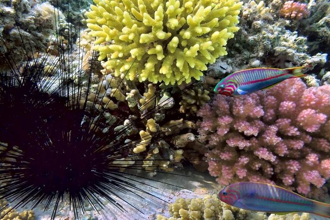 Day Trip to Koh Nangyuan & Koh Tao by Insea Speedboat from Koh Samui - Seasonal kayaking from October through March