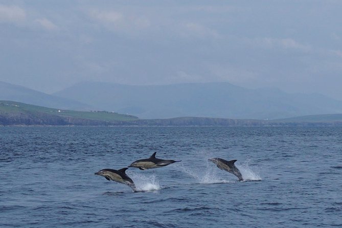 Dingle Boat Tours RIB Adventure Private - What the 2.5-Hour RIB Adventure Is Really Like