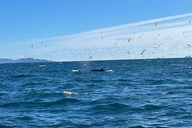 Dingle Boat Tours RIB Adventure Private - Cliffs, Coves, and Sea Caves Along the Dingle Coast