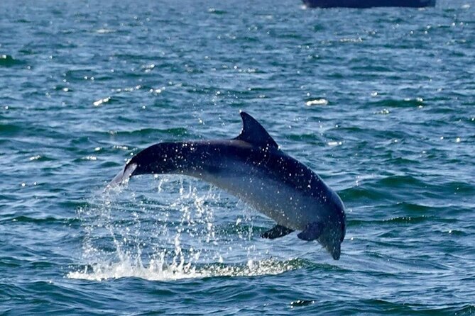 Dingle Boat Tours RIB Adventure Private - Why the Private Price Can Make Sense