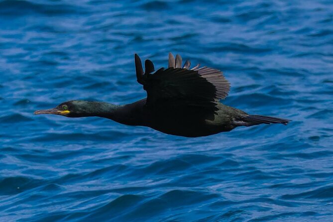 Dingle Boat Tours RIB Adventure Private - Weather, Clothing, and Smart Planning