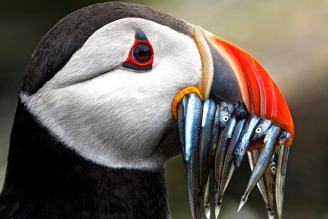 Dingle Boat Tours Wildlife RIB Adventure - Sea caves, coves, and the rugged Dingle coast