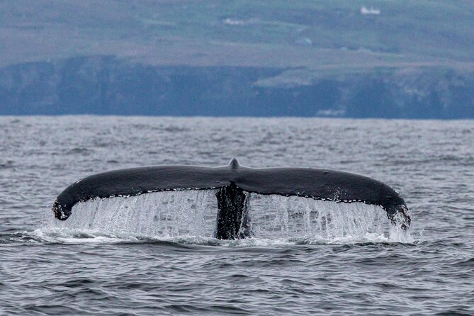 Dingle Boat Tours Wildlife RIB Adventure - A real adventure, not a calm harbor cruise