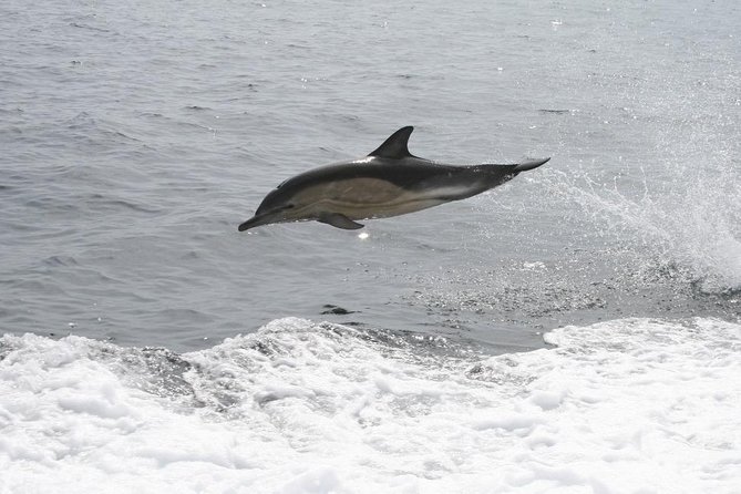 Dingle Boat Tours Wildlife RIB Adventure - Is $108.84 a fair price?