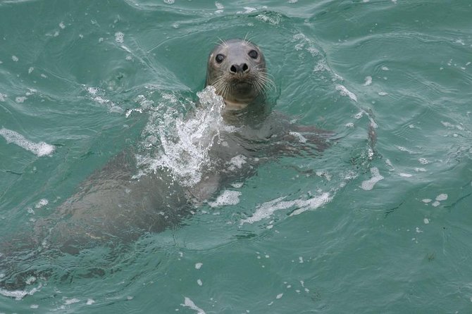 Dingle Boat Tours Wildlife RIB Adventure - Who will enjoy this boat tour most?