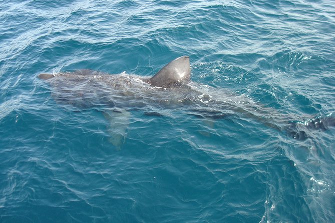 Dingle Boat Tours Wildlife RIB Adventure - Why the small group makes a difference
