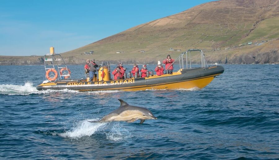 Dingle: Sea Safari by RIB Boat - Why this Dingle boat trip is different
