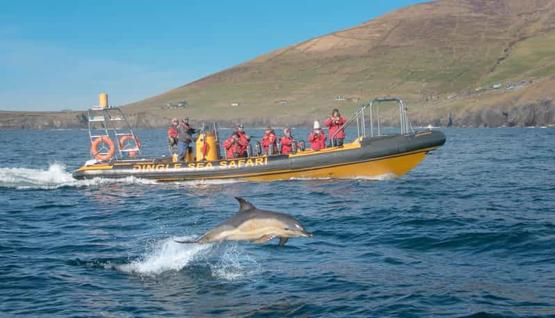 Dingle: Sea Safari by RIB Boat - Great Blasket Island and its human story