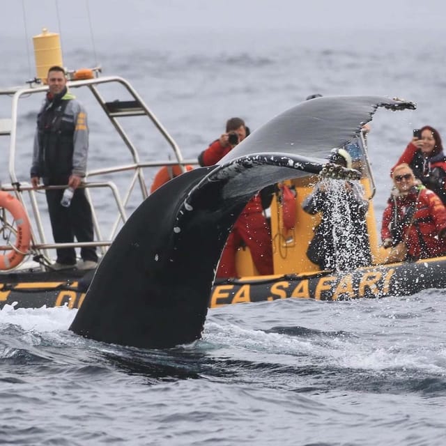 Dingle: Sea Safari by RIB Boat - Wildlife sightings, with no promises