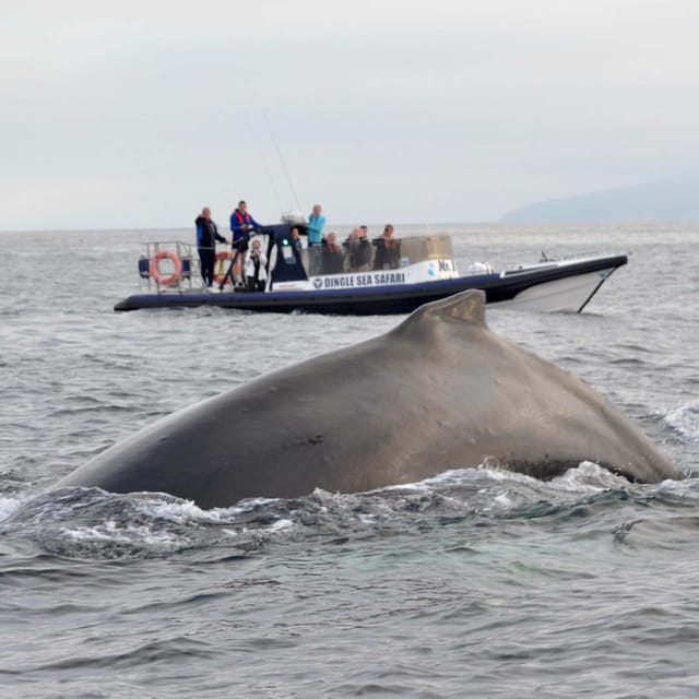 Dingle: Sea Safari by RIB Boat - Who should book this sea safari?