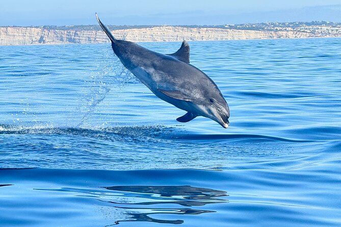 Dolphin Expedition Shared Speedboat tour with Biologist guide - From Parchal to the Arade River