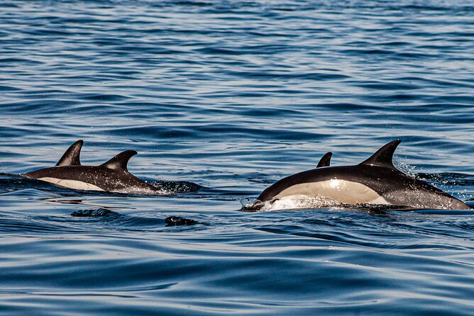 Dolphin Expedition Shared Speedboat tour with Biologist guide - About Two Hours Searching the Atlantic