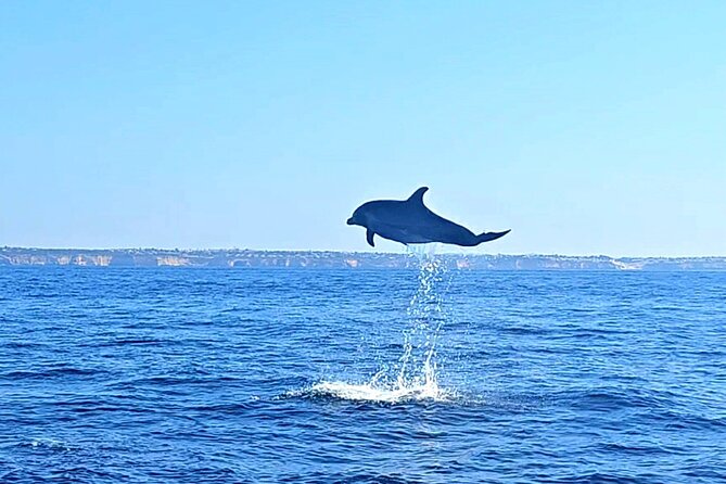 Dolphin Expedition Shared Speedboat tour with Biologist guide - Boat Comfort, Weather, and What to Wear