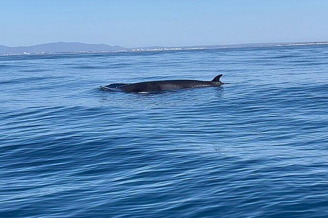 Dolphin Expedition Shared Speedboat tour with Biologist guide - Who Will Enjoy This Tour Most?