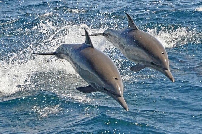 Dolphin Snorkel With private Speed Boat & Water Sports - Hurghada - Leaving Hurghada at 8:00 am