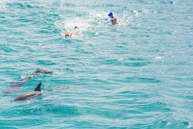 Dolphin Snorkel With private Speed Boat & Water Sports - Hurghada - Dolphin House and open-water wildlife