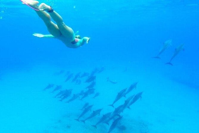 Dolphin Snorkel With private Speed Boat & Water Sports - Hurghada - Two snorkeling stops with coral and fish