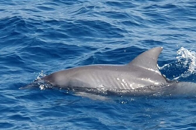 Dolphin Snorkel With private Speed Boat & Water Sports - Hurghada - Water sports after snorkeling