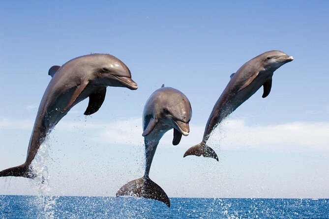 Dolphin Snorkel With private Speed Boat & Water Sports - Hurghada - The speedboat ride to Dolphin House