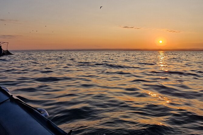 Dolphin Sunrise Adventure with Speedboat - Who will enjoy this morning best