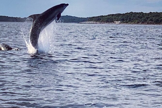 Dolphin Sunrise Adventure with Speedboat - Why the fishing boats matter