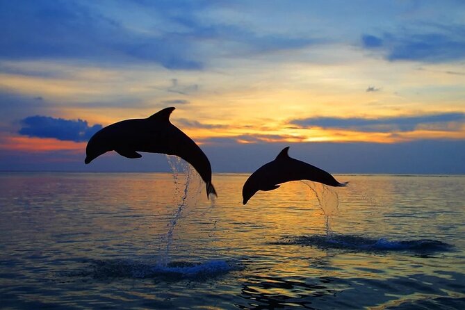 Dolphin Sunset Adventure with Speedboat - Is $30.25 Good Value?