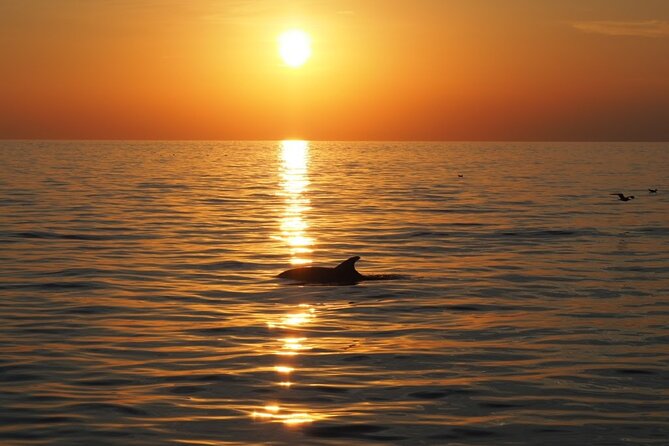 Dolphin Sunset Adventure with Speedboat - Shared Boat or Private Experience?