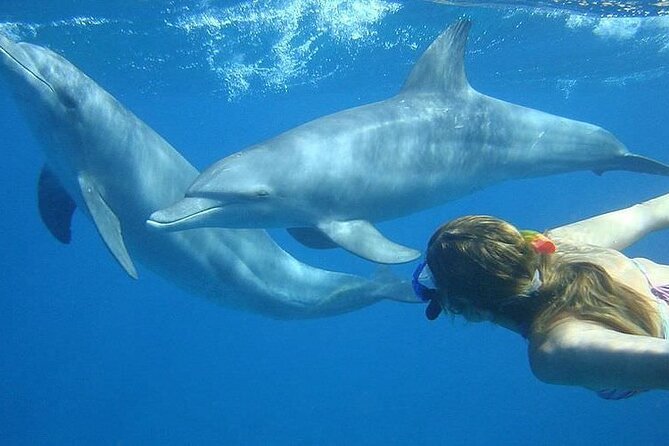 Dolphin trip with private speedboat and snorkeling - Why a private boat changes the day